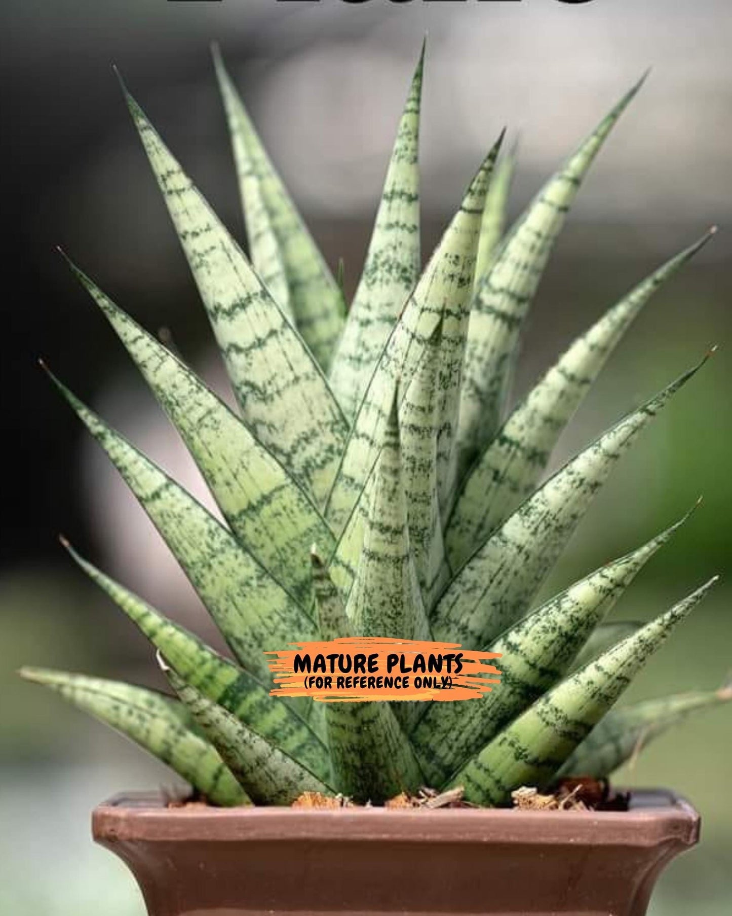 Sansevieria Piano (#PH10) | Imported Indoor Snake Plant | 2" Planter