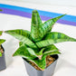 Sansevieria Piano (#PH10) | Imported Indoor Snake Plant | 2" Planter