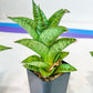 Sansevieria Piano (#PH10) | Imported Indoor Snake Plant | 2" Planter