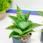 Sansevieria Piano (#PH10) | Imported Indoor Snake Plant | 2" Planter