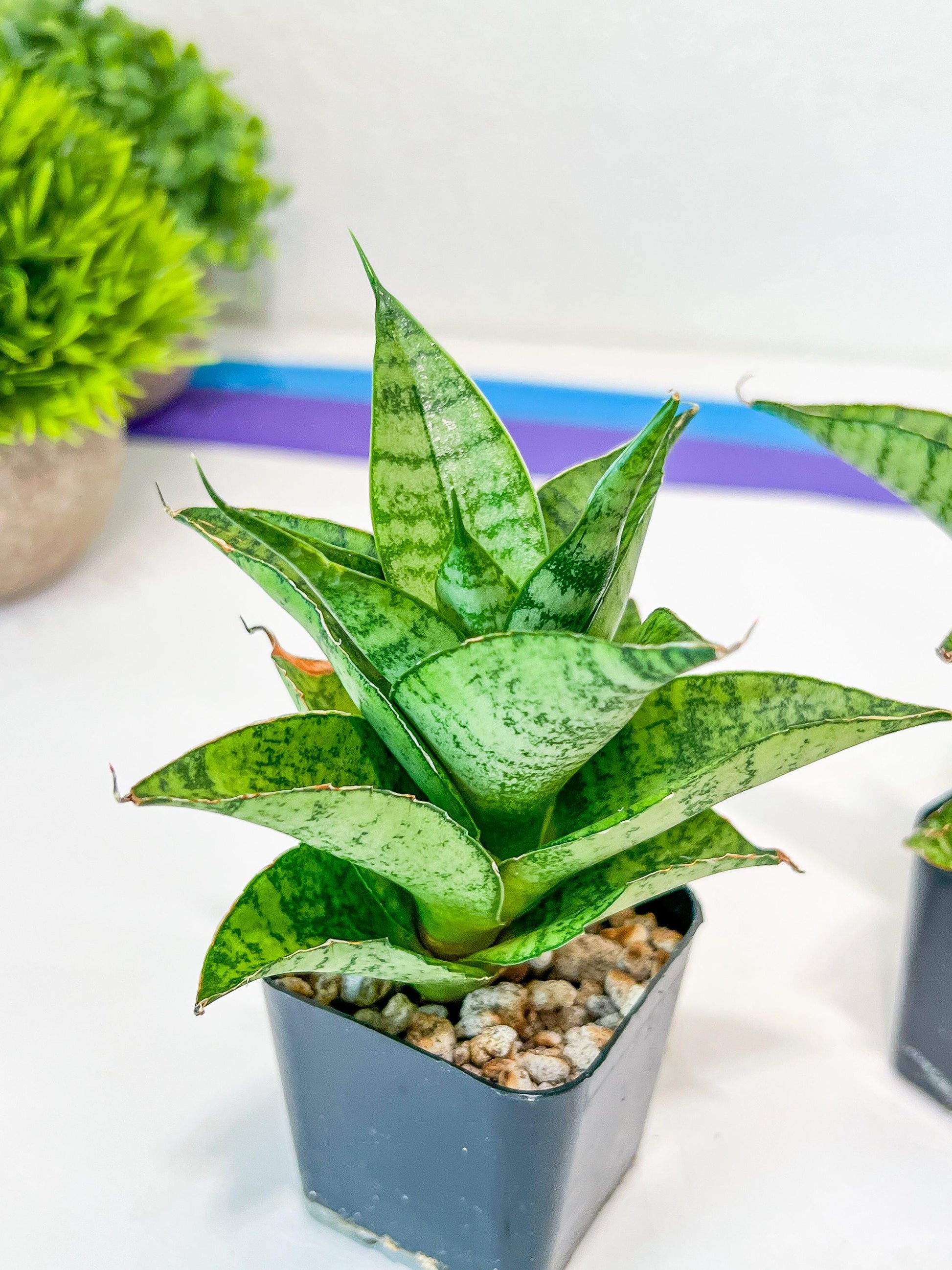 Sansevieria Piano (#PH10) | Imported Indoor Snake Plant | 2" Planter