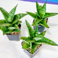 Sansevieria Piano (#PH10) | Imported Indoor Snake Plant | 2" Planter