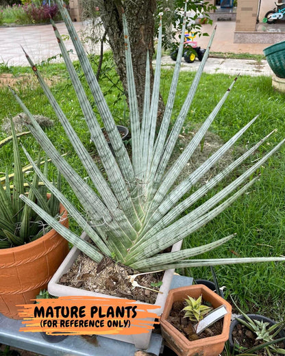 Sansevieria Trident (PH18) | Imported Indoor Snake Plant
