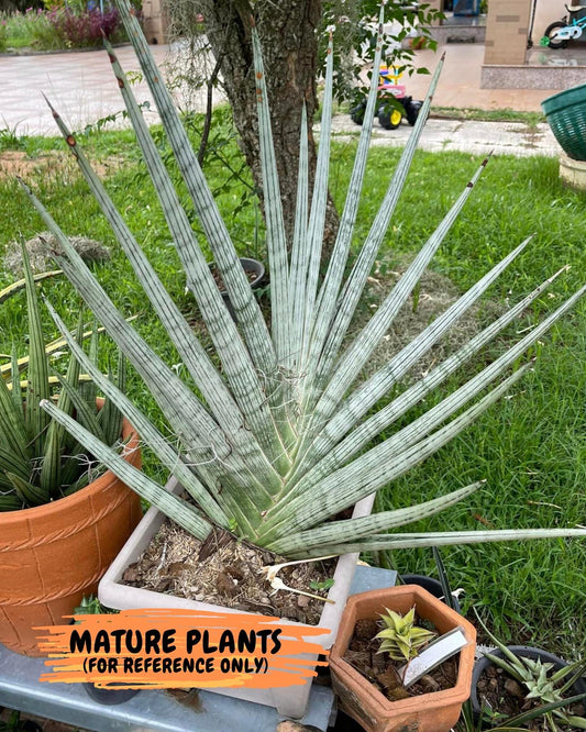 Sansevieria Trident (PH18) | Imported Indoor Snake Plant