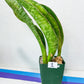 Sansevieria BRUDA (#MC1~6) | Hybrid of Masoniana Var x Eliptica Var | Rare