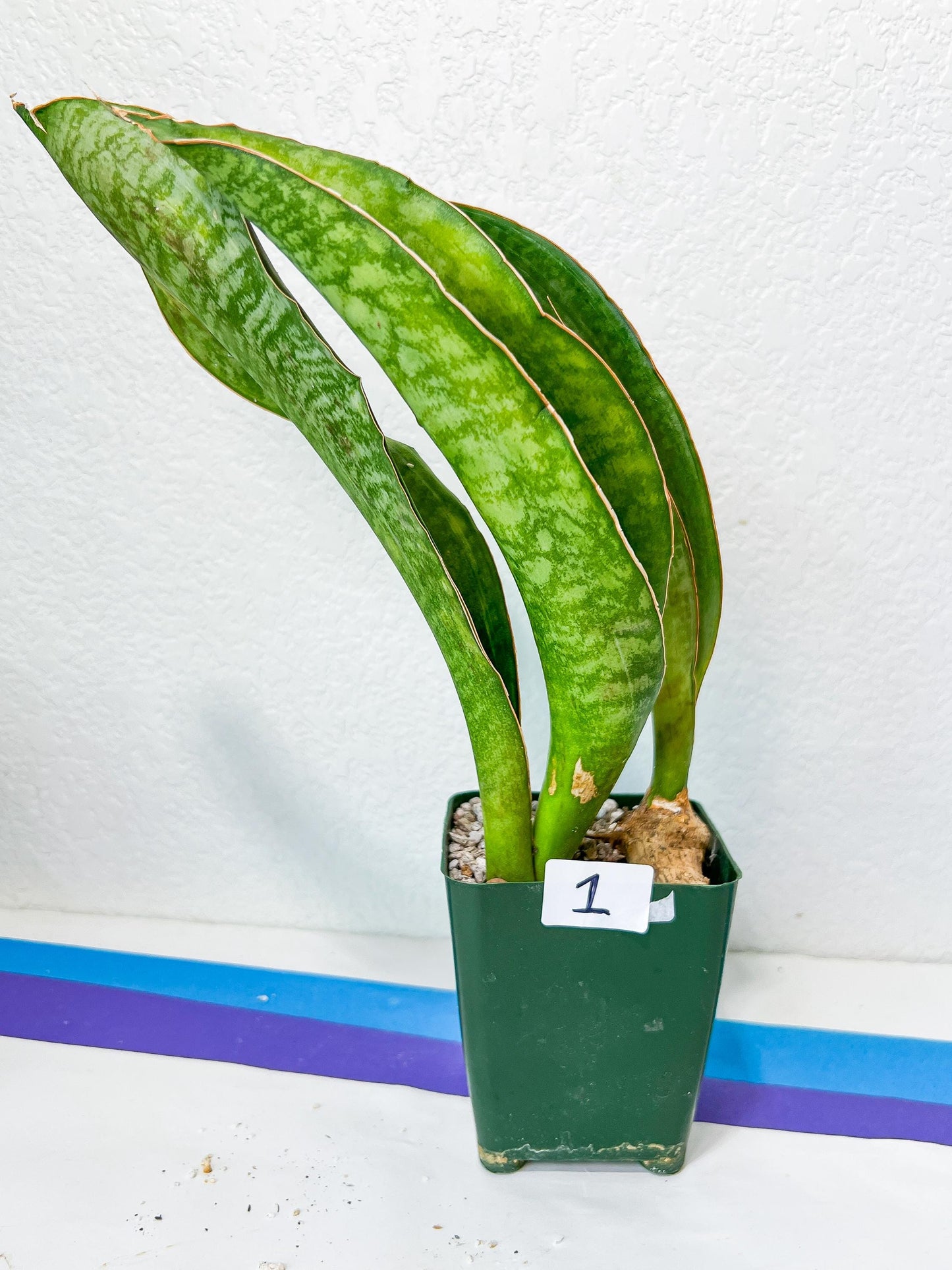 Sansevieria BRUDA (#MC1~6) | Hybrid of Masoniana Var x Eliptica Var | Rare