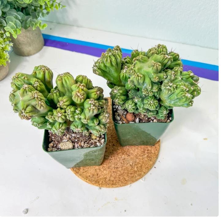 Rare Cereus Collections (C3/1~4) | Plant names listed in descriptions