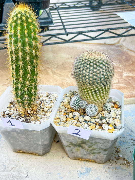 Rare Cactus Collections (#G1~4) | Plant names listed in descriptions | 3.5" Pot