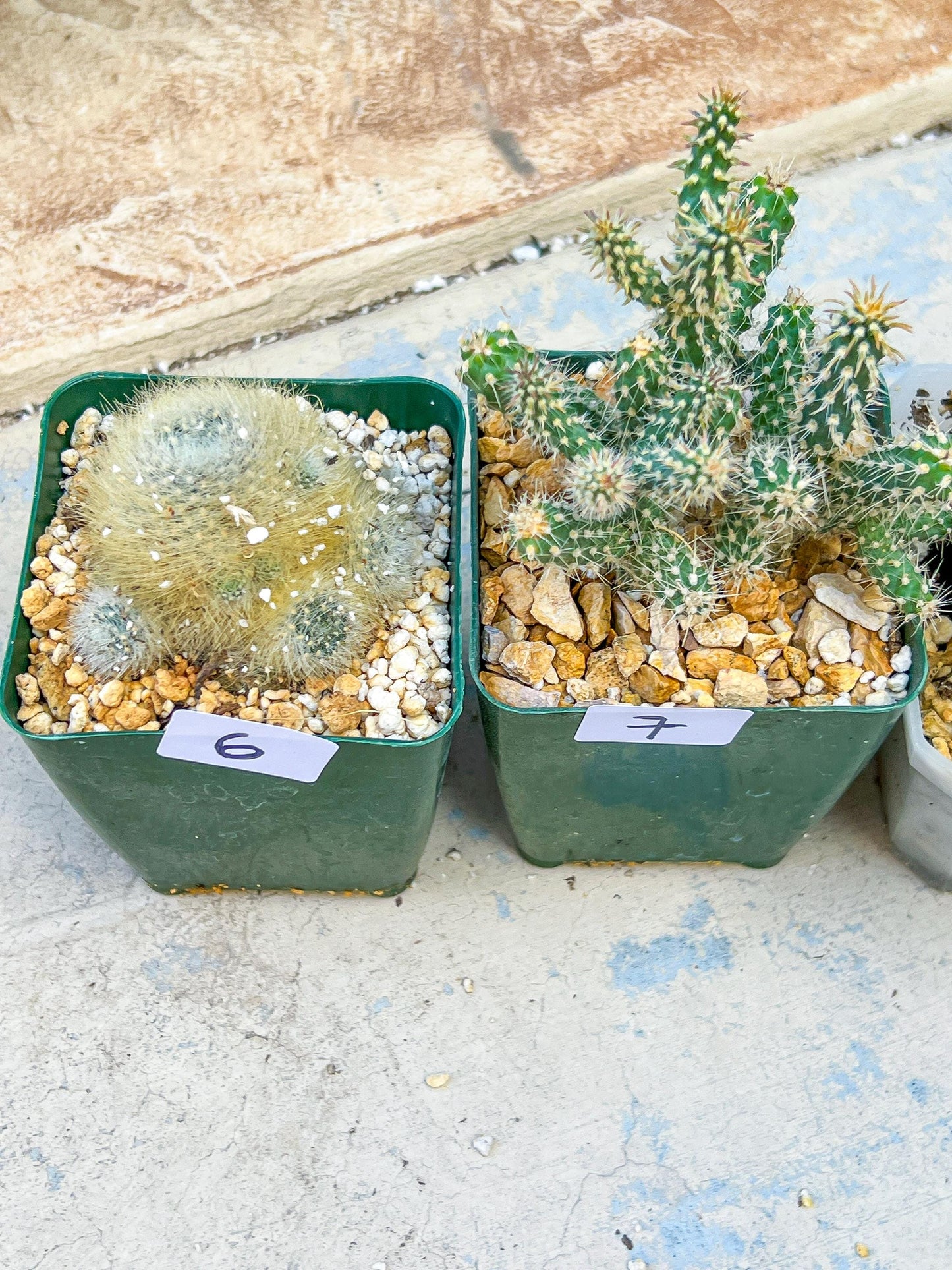 Rare Cactus Collections (#G6~9) | Plant names listed in descriptions | 3.5" Pot