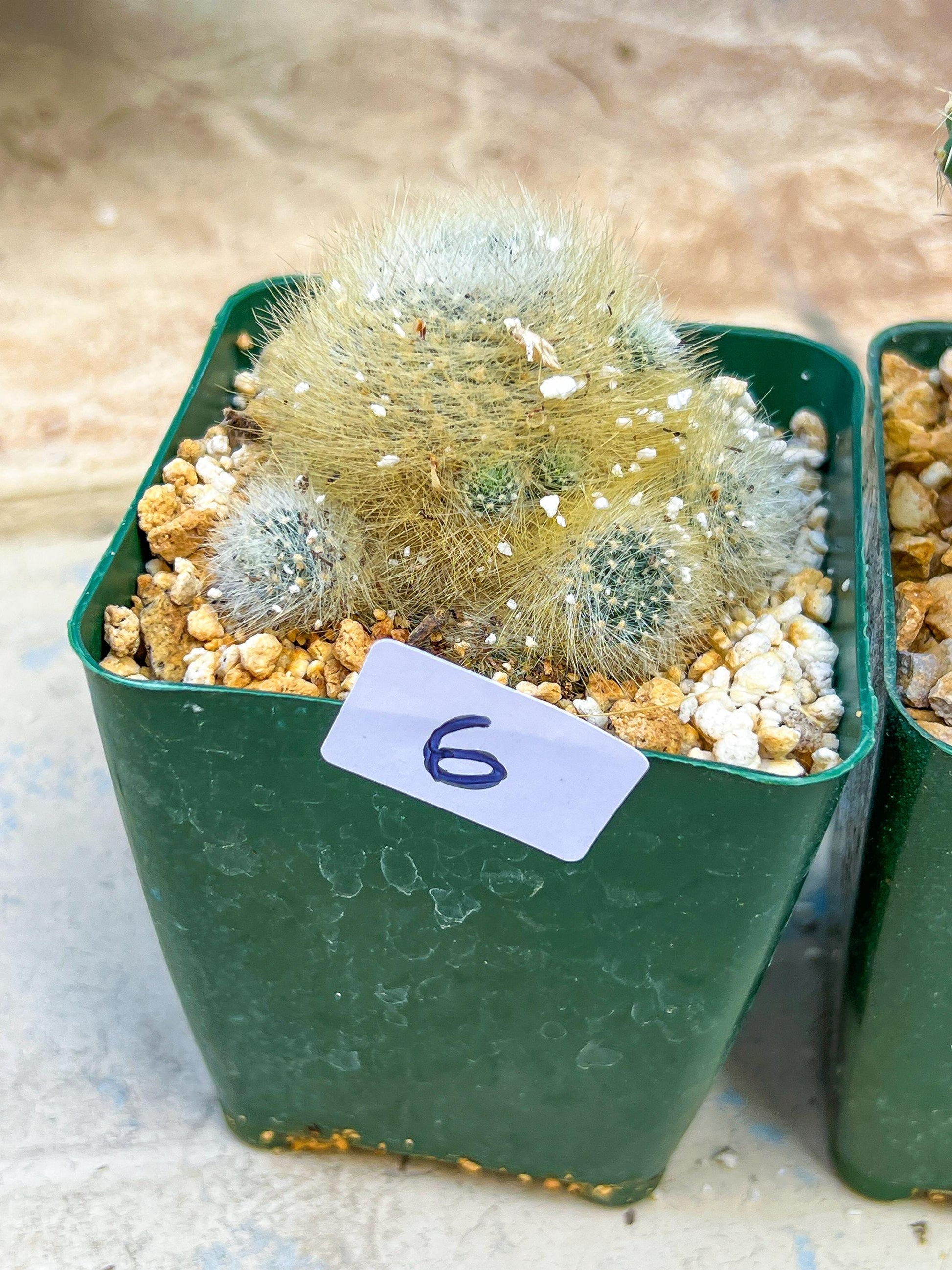 Rare Cactus Collections (#G6~9) | Plant names listed in descriptions | 3.5" Pot