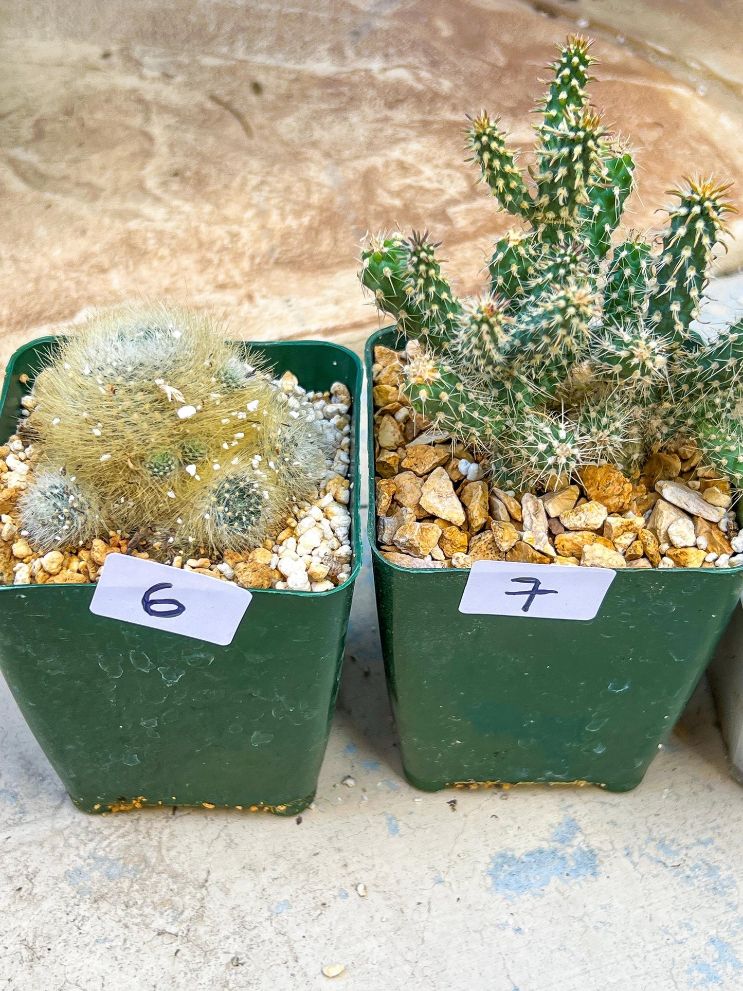 Rare Cactus Collections (#G6~9) | Plant names listed in descriptions | 3.5" Pot