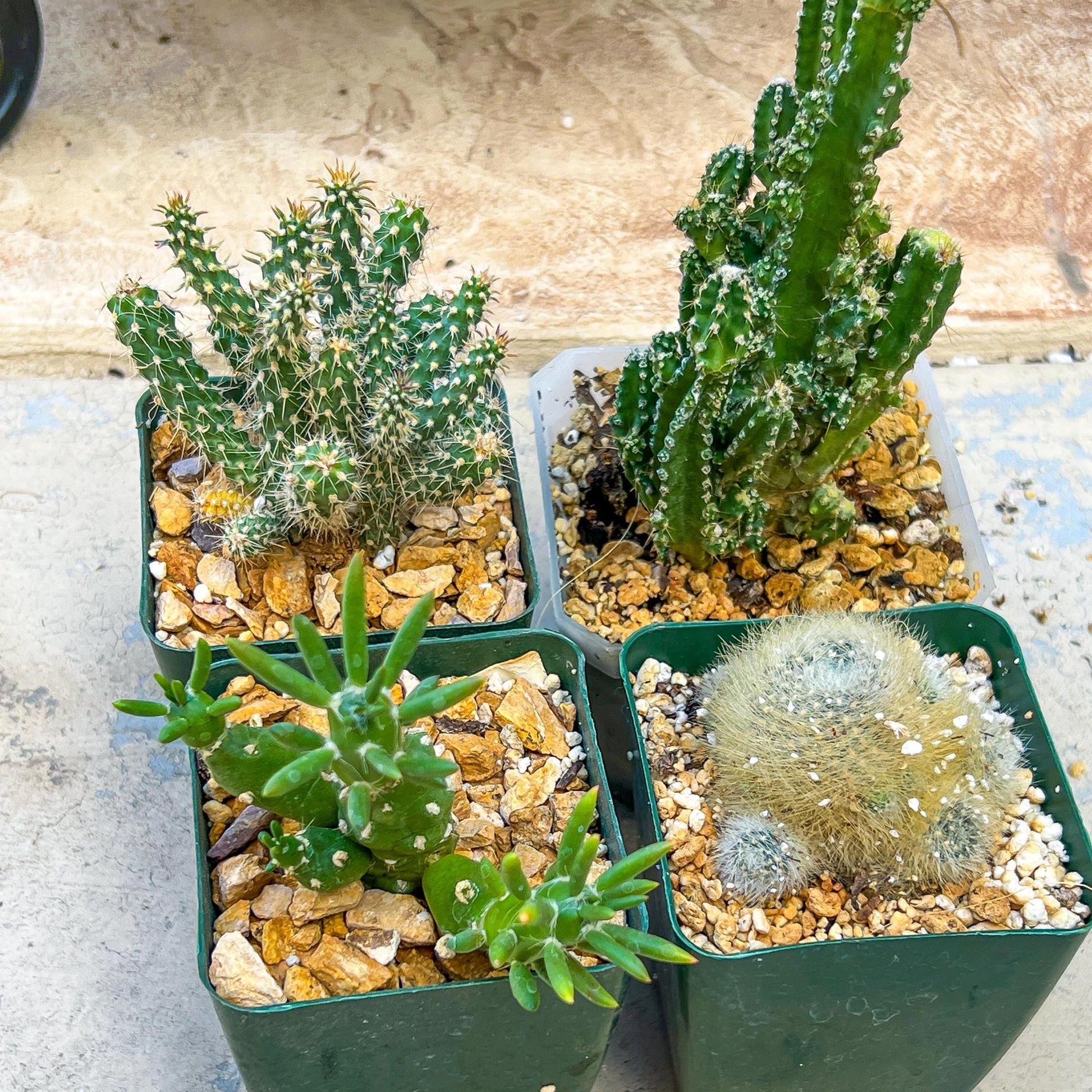 Rare Cactus Collections (#G6~9) | Plant names listed in descriptions | 3.5" Pot