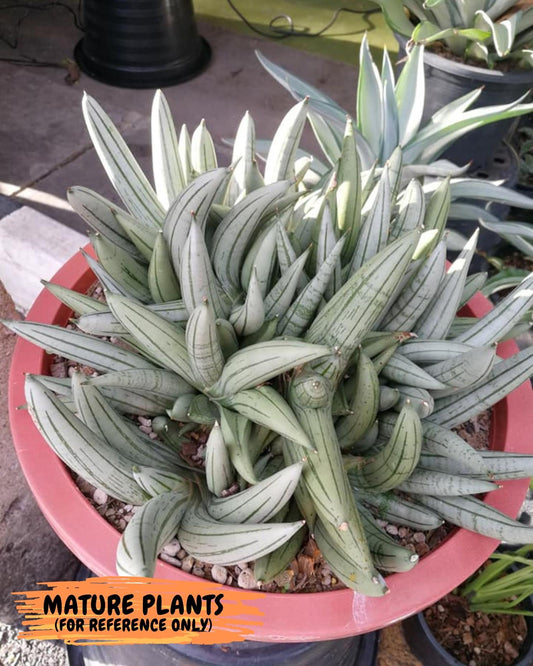 Sansevieria Silver Giant (#M44) | Indoor Plants | Snake Plant