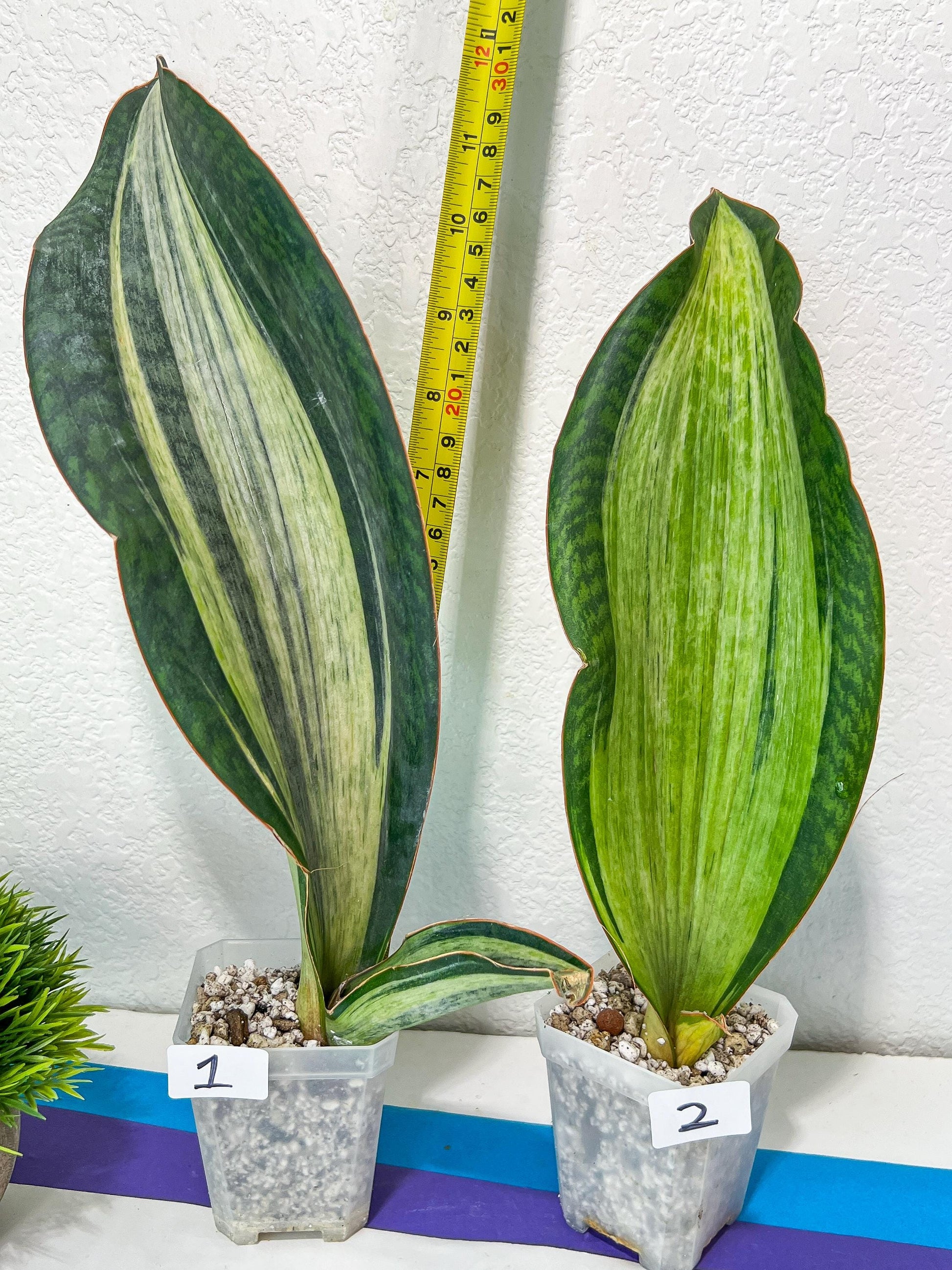 Sansevieria BRUDA (#Mh1~6) | Hybrid of Masoniana Var x Eliptica Var