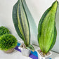 Sansevieria BRUDA (#Mh1~6) | Hybrid of Masoniana Var x Eliptica Var