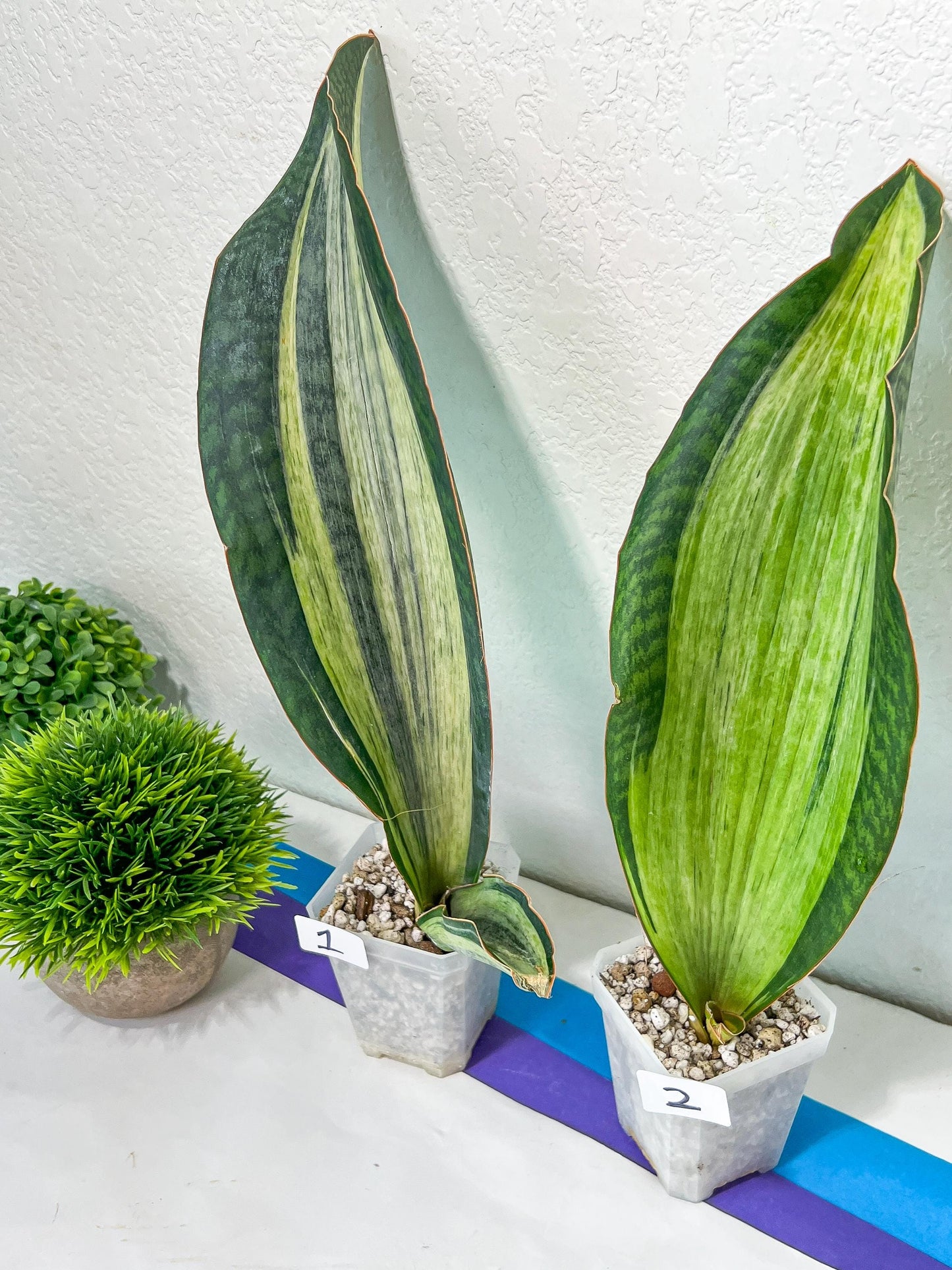 Sansevieria BRUDA (#Mh1~6) | Hybrid of Masoniana Var x Eliptica Var