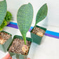 Sansevieria Masoniana Congo Pup | Rhizome | Young Pups | Whale Fin Plant