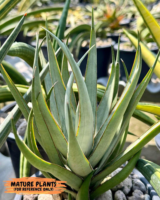 Sansevieria Stormy Silver (#PH6) | Rare Imported Hybrids