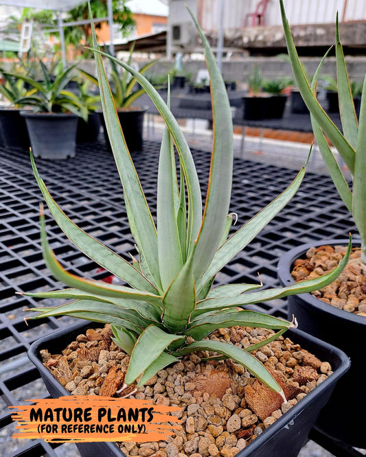 Sansevieria Stormy Silver (#PH17) | Rare Imported Snake Plant | 2" Planter