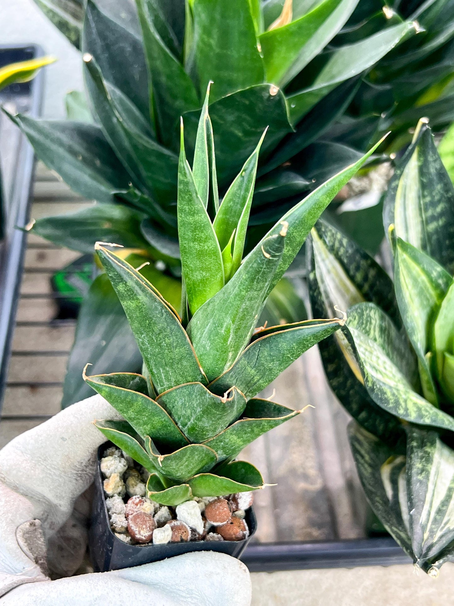 Sansevieria Nilakan (#PH3) | Imported Indoor Snake Plant | 2" Planter