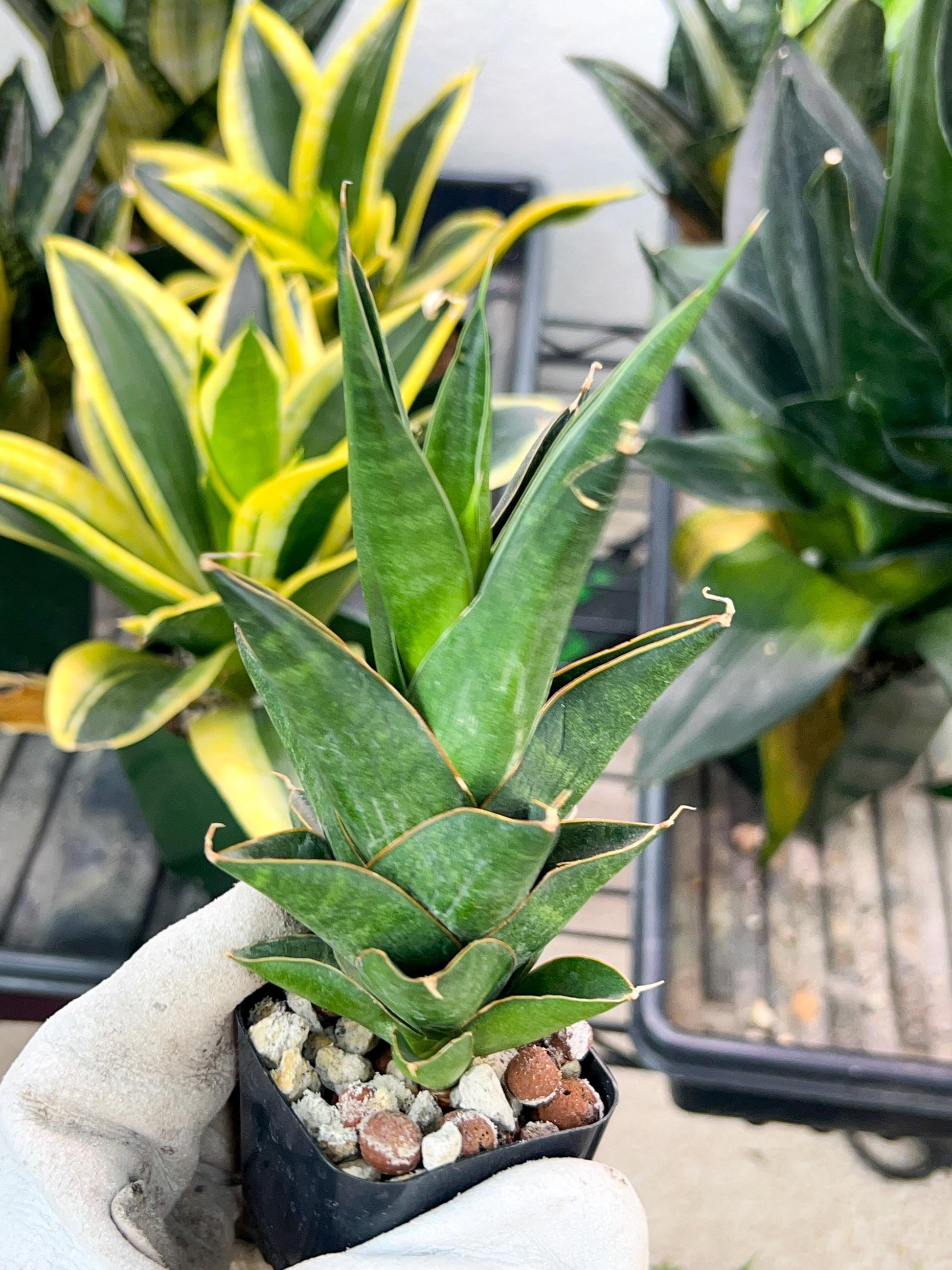 Sansevieria Nilakan (#PH3) | Imported Indoor Snake Plant | 2" Planter