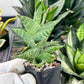 Sansevieria Sindoro (#RA13) | Imported Indoor Snake Plant | 2" Planter