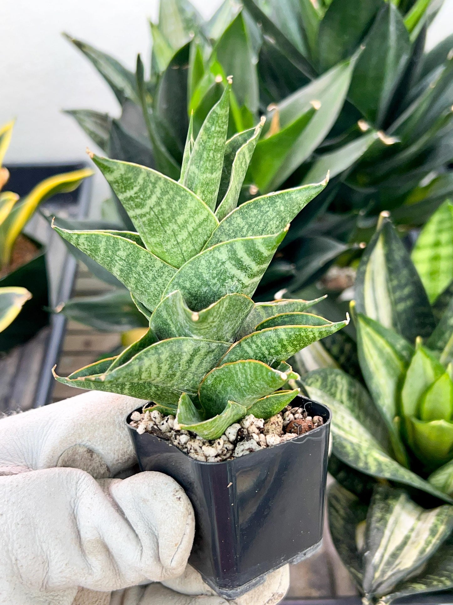 Sansevieria Sindoro (#RA13) | Imported Indoor Snake Plant | 2" Planter