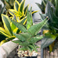 Sansevieria Plabu (#PH22) | Imported Indoor Snake Plant | 2" Planter