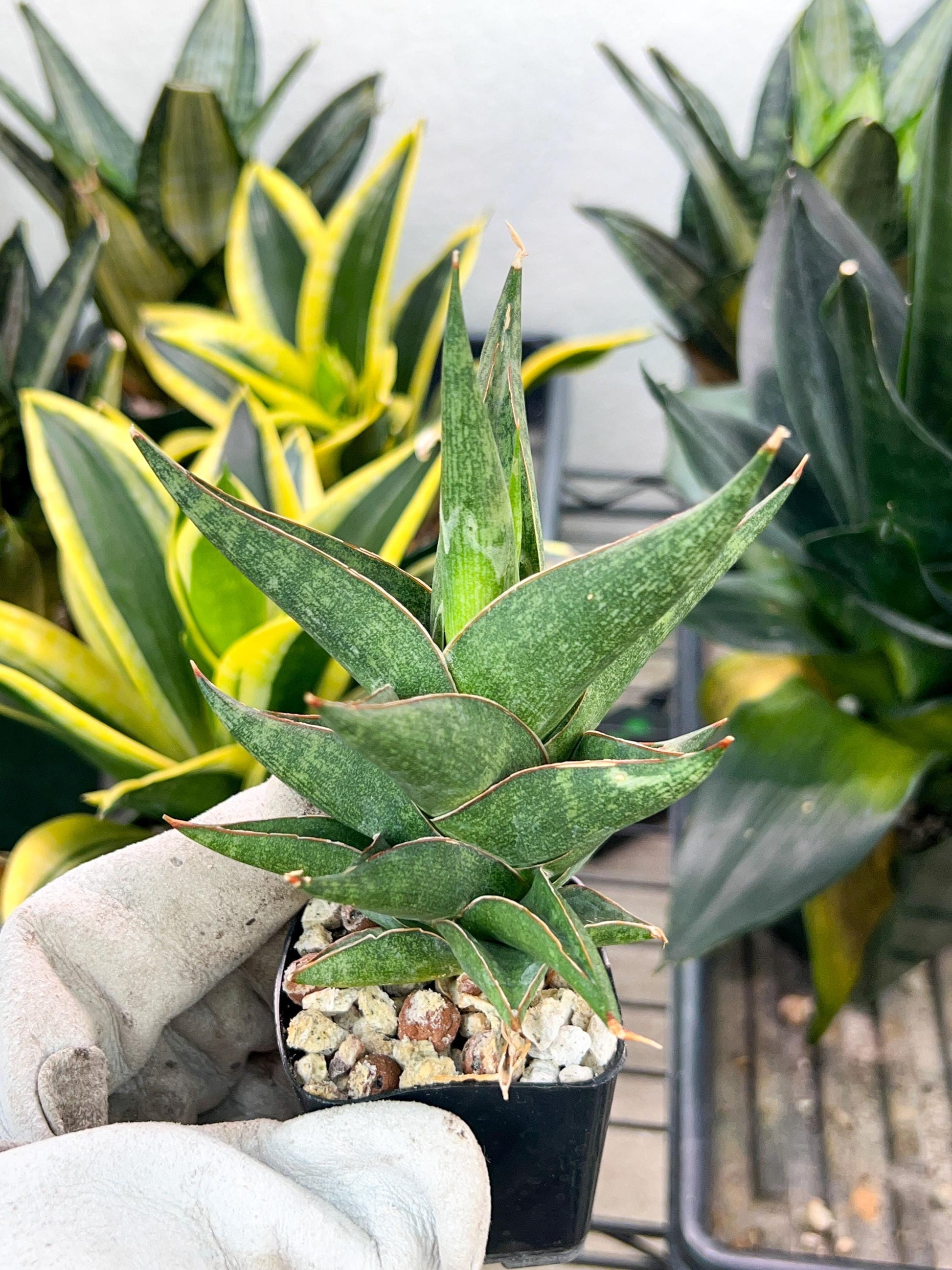 Sansevieria Plabu (#PH22) | Imported Indoor Snake Plant | 2" Planter