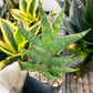 Sansevieria Plabu (#PH22) | Imported Indoor Snake Plant | 2" Planter