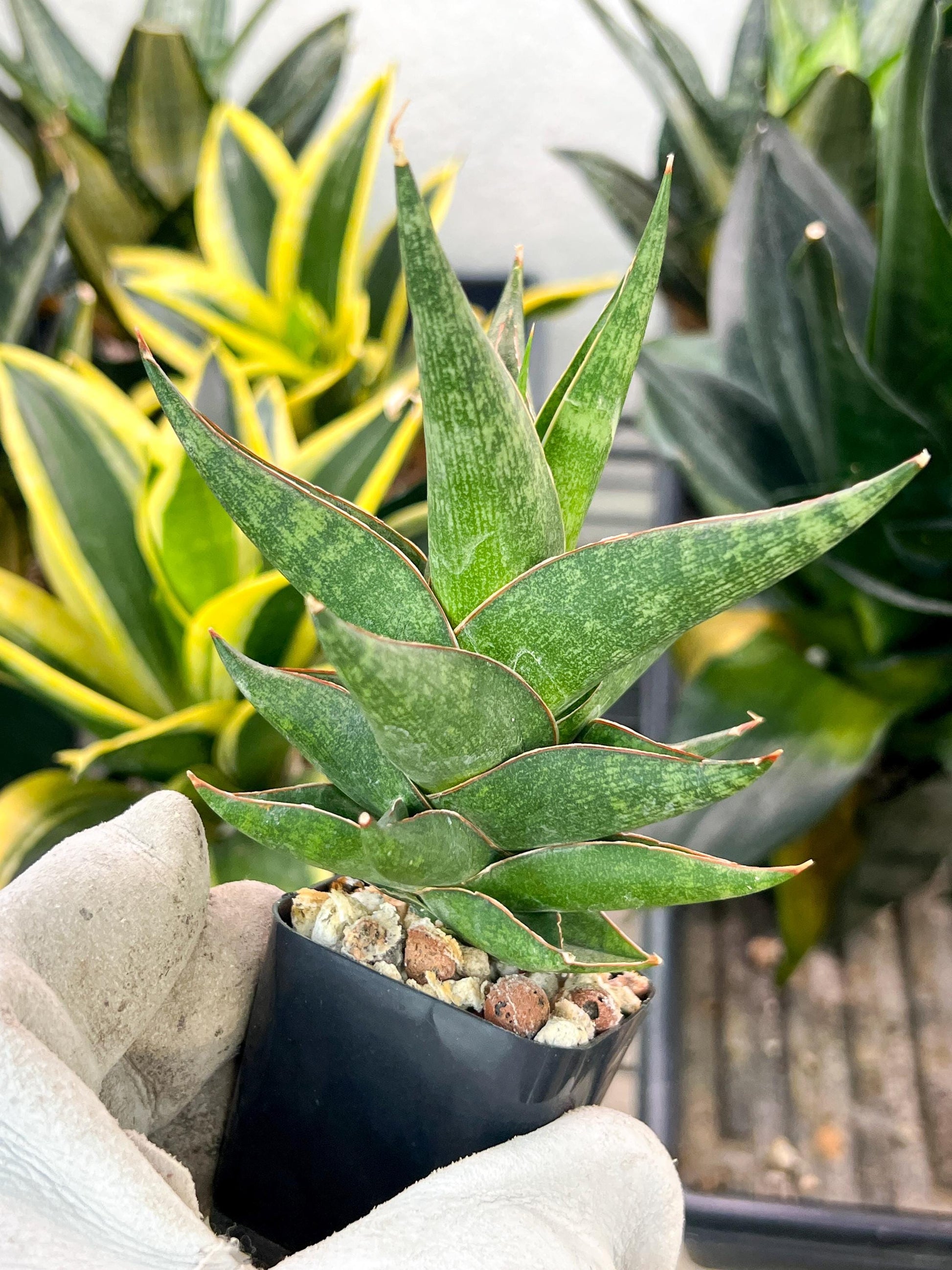 Sansevieria Plabu (#PH22) | Imported Indoor Snake Plant | 2" Planter