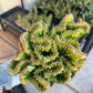 Lactea Crested Grafted Deep Green (#2) | Imported | Mermaid Fin Plant