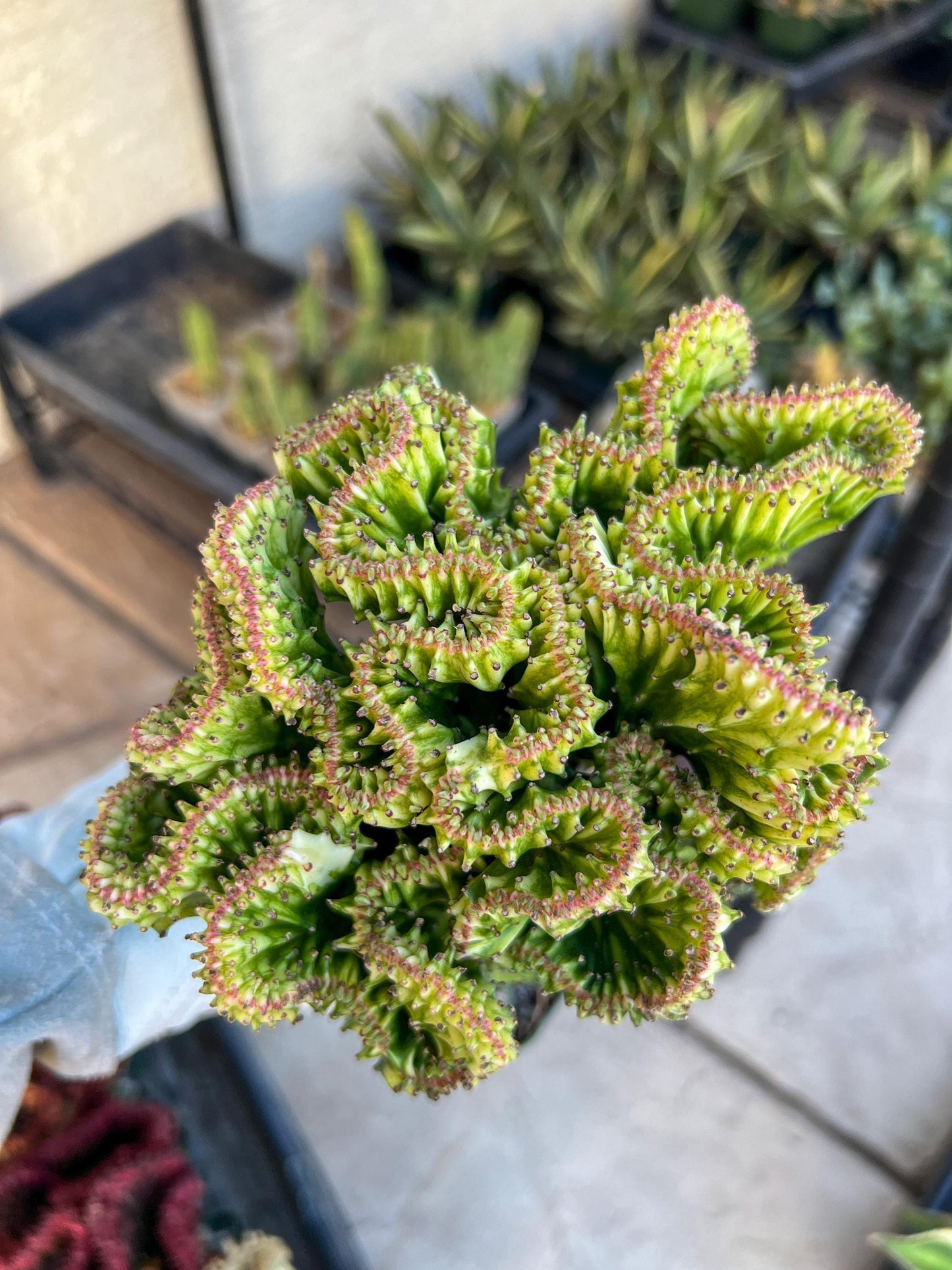 Lactea Crested Grafted Deep Green (#2) | Imported | Mermaid Fin Plant