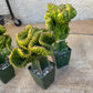 Lactea Crested Grafted Deep Green (#2) | Imported | Mermaid Fin Plant