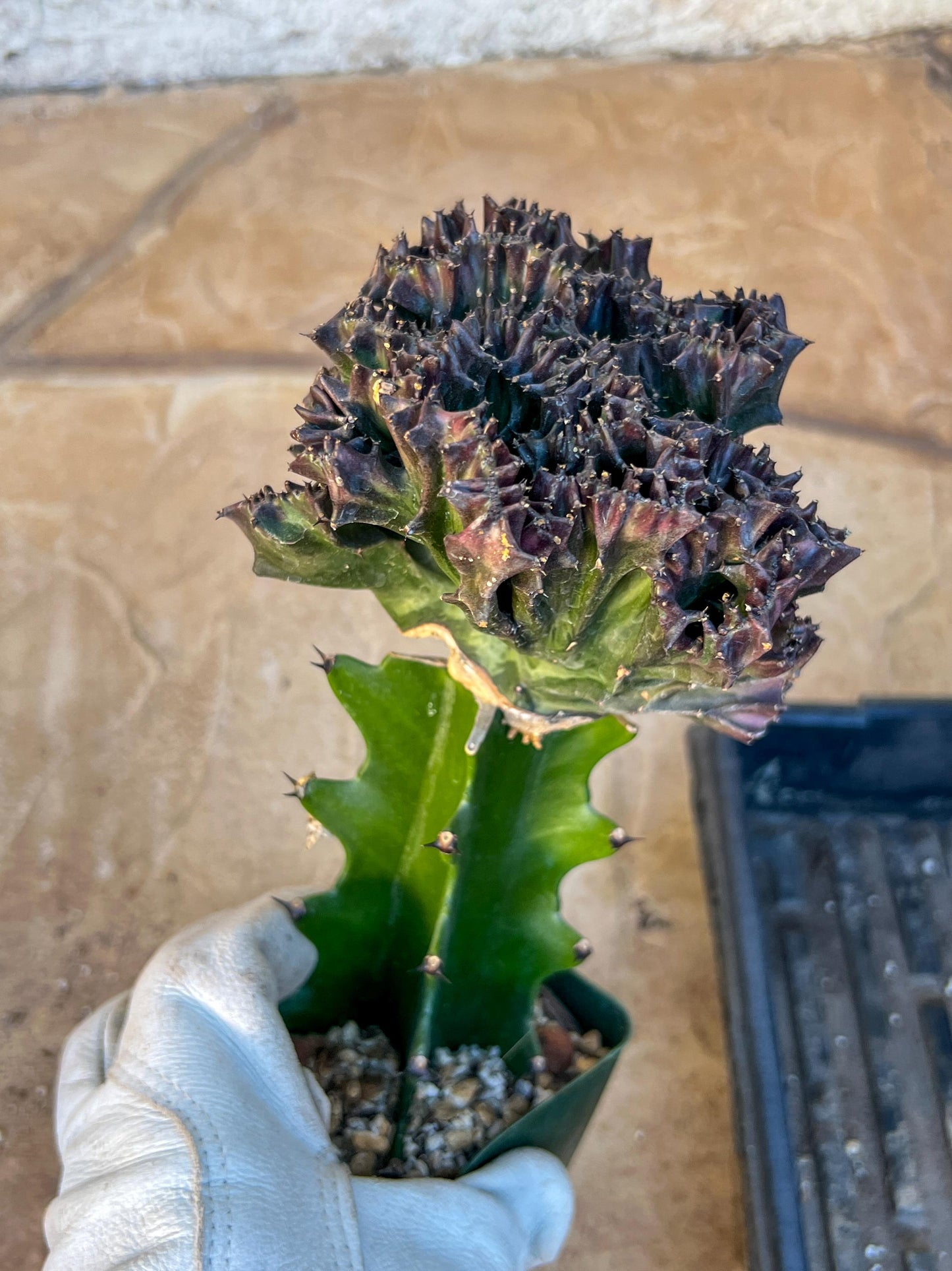 Large Lactea Crested Grafted Purple/Green (#4) | Imported | Mermaid Fin Plant