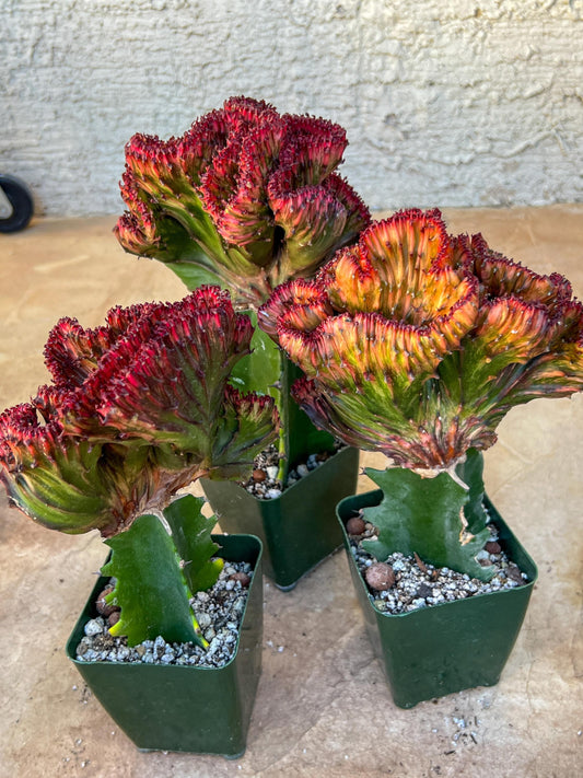 Lactea Grafted Red/Green (#6) | Imported | Mermaid Fin Plant