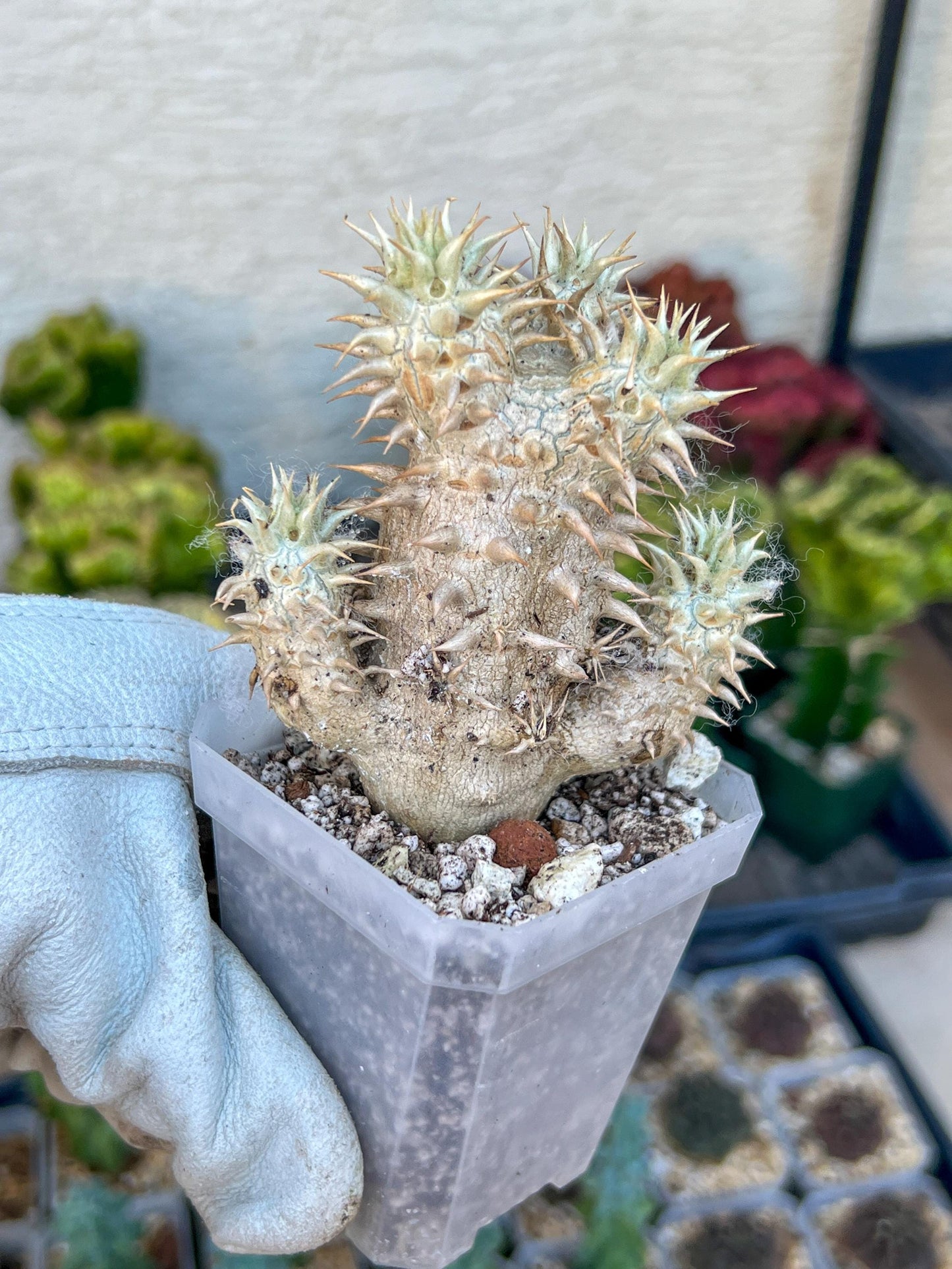 Bevicaule Baker (#M44) | Madagascar | Rare Caudex Succulent