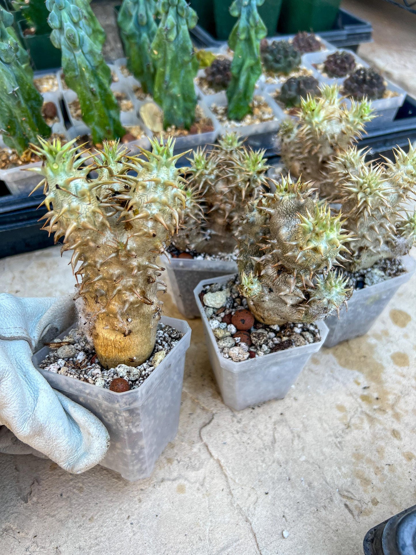 Bevicaule Baker (#M44) | Madagascar | Rare Caudex Succulent