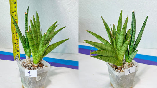 Sansevieria Rare Collections 2.5" Pot | Plant names listed in descriptions. More photos available on request (G2)