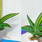 Sansevieria Rare Collections 2.5" Pot | Plant names listed in descriptions. More photos available on request (G5)