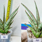 Sansevieria Rare Collections 2.5" Pot | Plant names listed in descriptions. More photos available on request (G5)