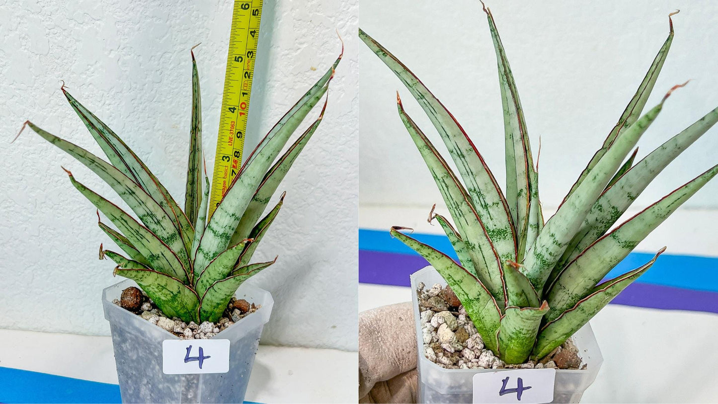 Sansevieria Rare Collections 2.5" Pot | Plant names listed in descriptions. More photos available on request (G5)