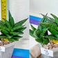 Sansevieria Rare Collections 2.5" Pot | Plant names listed in descriptions. More photos available on request (G5)