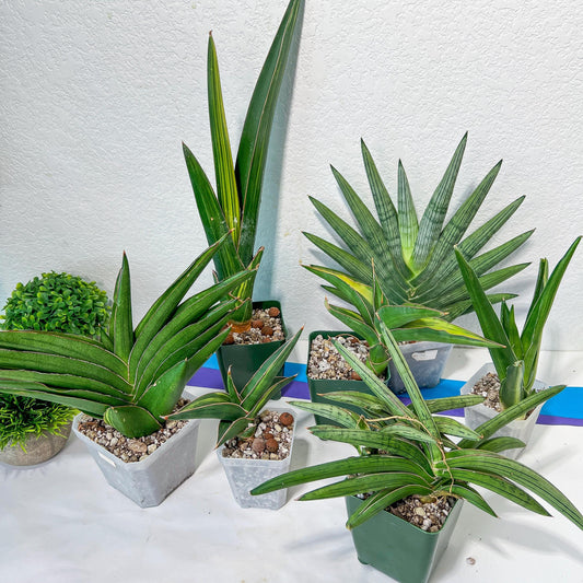 Sansevieria Rare Collections 2.5" Pot | Plant names listed in descriptions. More photos available on request (G6)