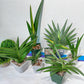 Rare Collections (#G3B) | Plant names in description. Msg for more photos.