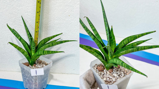 Sansevieria Rare Collections 2.5" Pot | Plant names listed in descriptions. More photos available on request (G6)