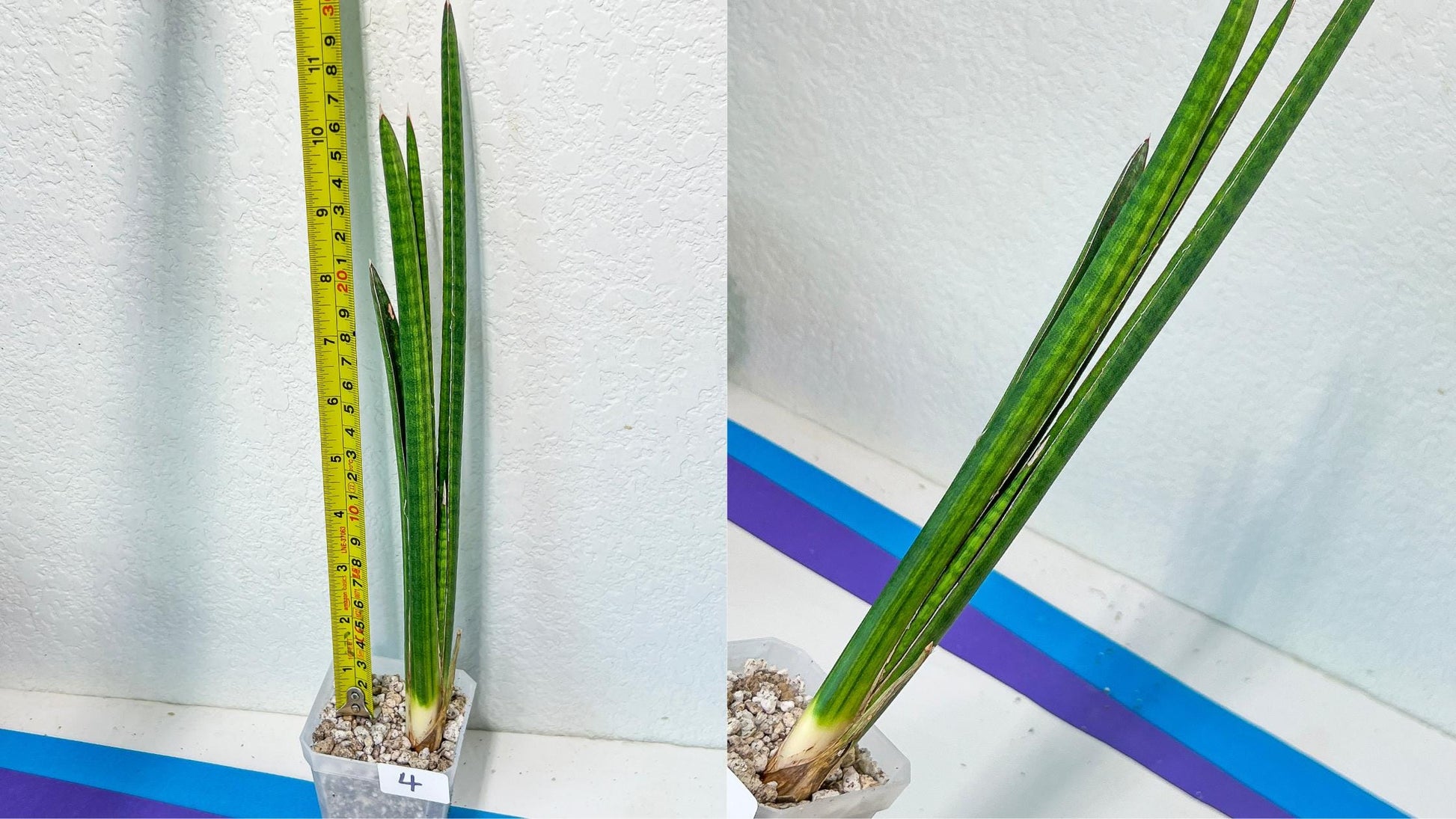 Sansevieria Rare Collections 2.5" Pot | Plant names listed in descriptions. More photos available on request (G6)