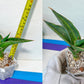 Sansevieria Rare Collections 2.5" Pot | Plant names listed in descriptions. More photos available on request (G6)