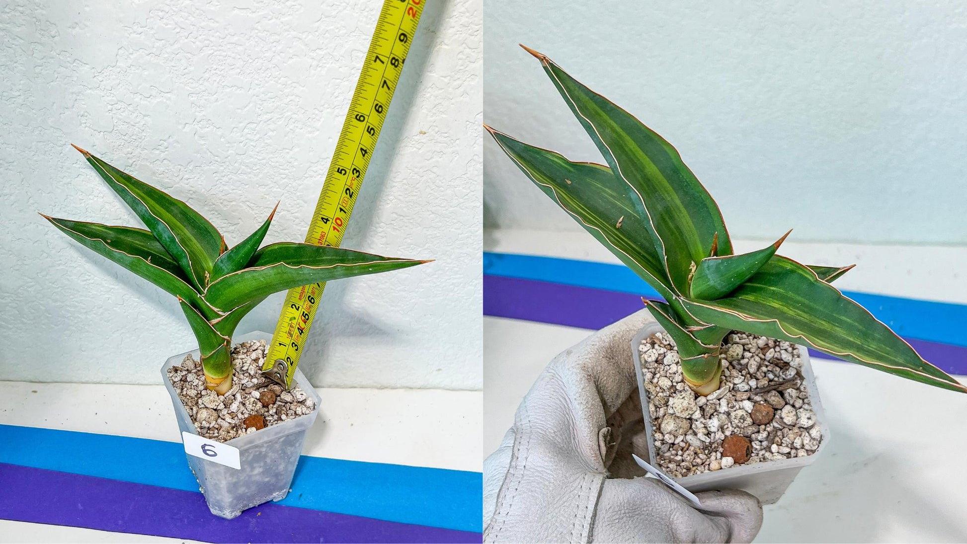 Sansevieria Rare Collections 2.5" Pot | Plant names listed in descriptions. More photos available on request (G6)