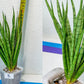 Sansevieria Rare Collections 2.5" Pot | Plant names listed in descriptions. More photos available on request (G6)